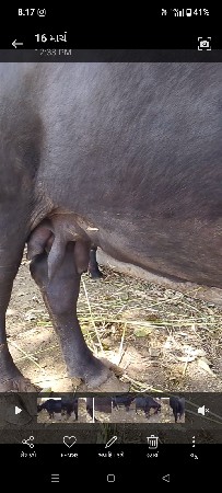 આ.ભેસ.વેસવાનુછે.તીજૂ.વેતર.વિહાવાનીછ