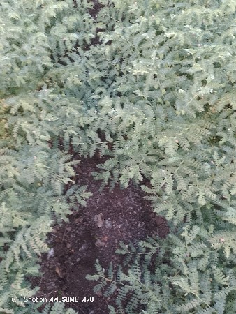 વા વવારાખવાનીશેજમીન