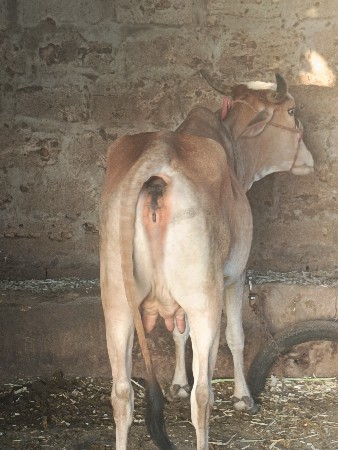 પેલૂ.વેત.વાયગલછે..2મહીના.થયા