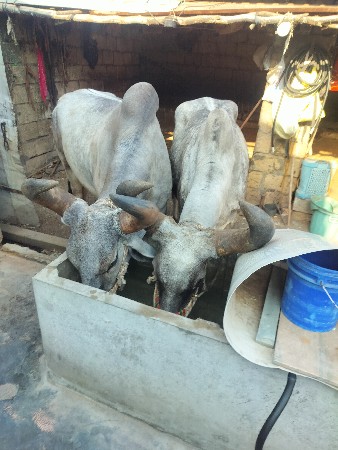 ભરત વેચવાના છે