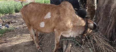 ગાય વેચવાની છે