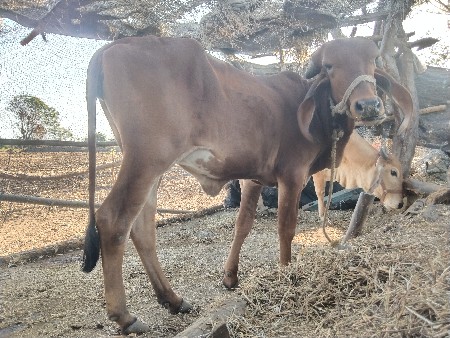 थंबनेल 2