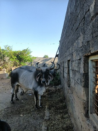 थंबनेल 2