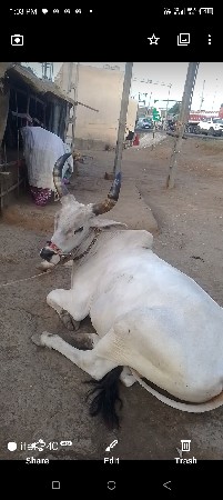 કેશોદ જુનાગઢ