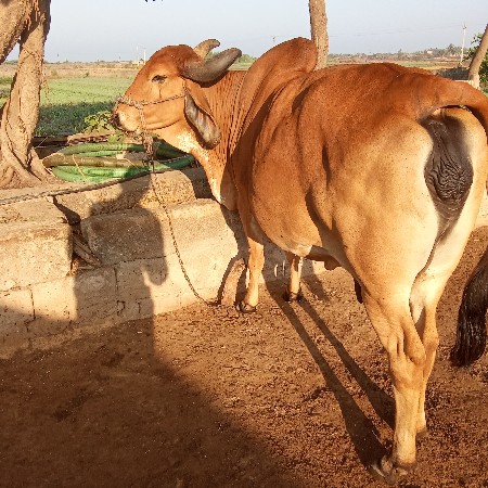 આ ગાય વેશવા ની છે