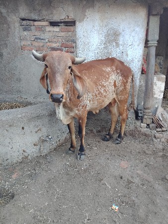 ગાય વેચવાની છે
