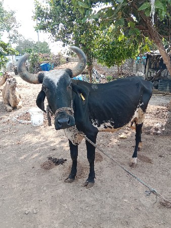 थंबनेल 2