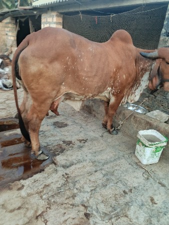 थंबनेल 2