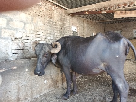 ભેંસ વેચવાની છે પેલા વેતરની