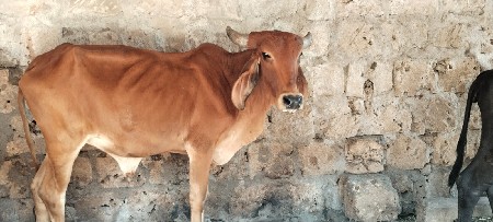 ગાય લેવા ની છે