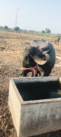 2 વેતરની છે