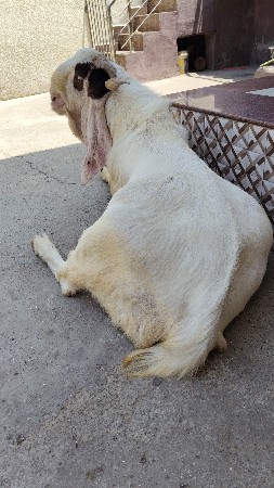 પ્રકાશ