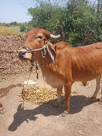 थंबनेल 2