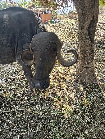 ભેંશ વેસવાની