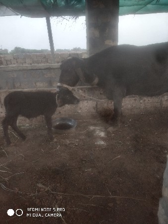 थंबनेल 2