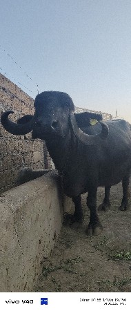 આ ભેંસ વેચવાની છે