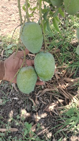 કેસર કેરી