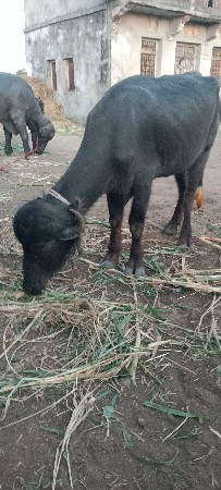 ખડેલી વેચવાની છે
