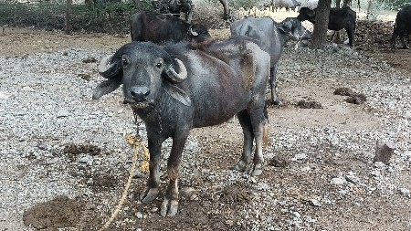 ભેંસ અને ખદેલું વેચવાનું છે
