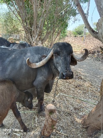 2 ભેંસ વેસવાની છે