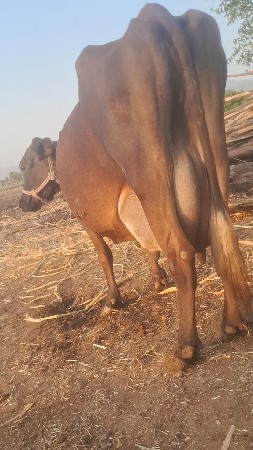 ગાય વેચવાની છે