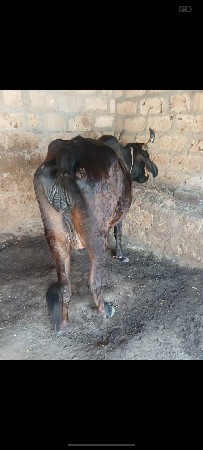 વેચવા ની છે