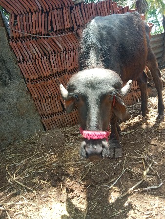 2વર્ષ ની ખડેલિ  વેસ્વાની સે