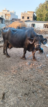 थंबनेल 3