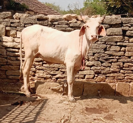 કાંકરેજ વાછડી શ્રેવત કપીલા