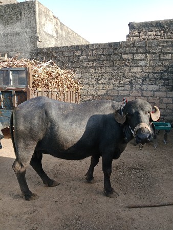 ભૅશ વૅચવા ની છૅ