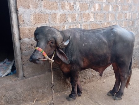 પાડો વેચવાનો છે