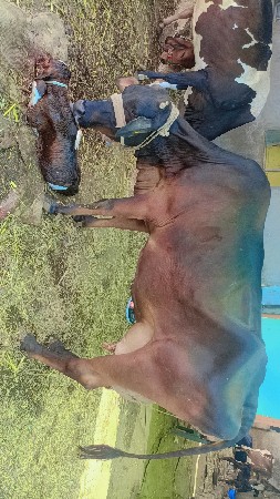 HF ગીર ક્રોસ