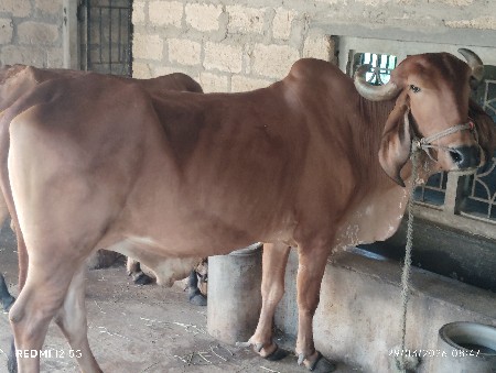 બળધ વેચવાનો છે 2 ધર  હાકેલ છે