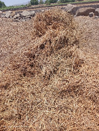 ભુકો વેચવાનોછે