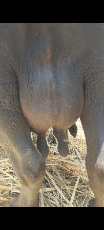 ભેંસ વેચવાની છે