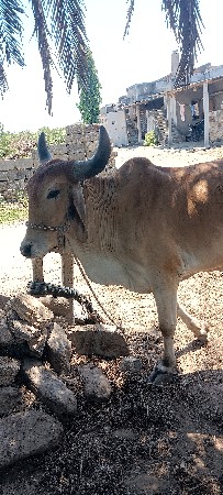 બળદ વેચવાના છે
