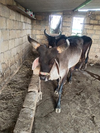 ગોઢલાવેશવાના છે