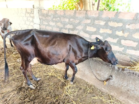 ગાય વેચવાની છે વીરનગર