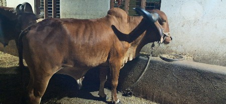 બળદ વેચવાના છે.