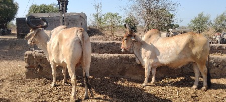 જવાબદારીથી દેવાના છે