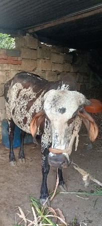 ગીર ગાય વેચવાની છે