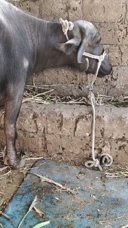 બીજું વેતર