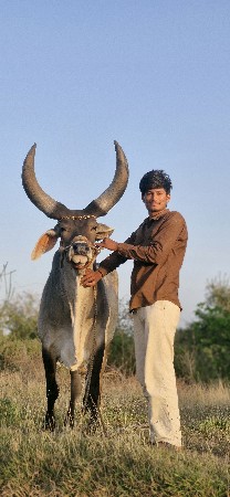 બળદ વેચવાનો છે