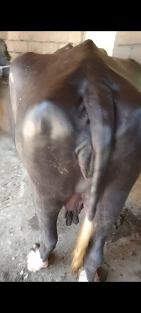 થંબનેલ 3