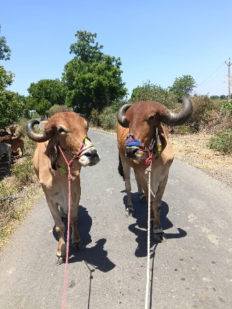 ટમટન ભરના ફૂલ જવાબદારી કોઇપણ ના લેવ
