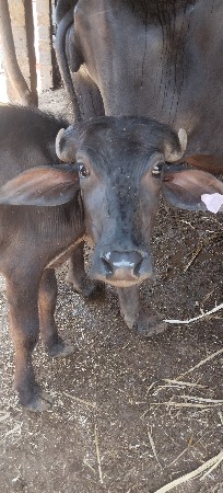 દોઢ વરસની