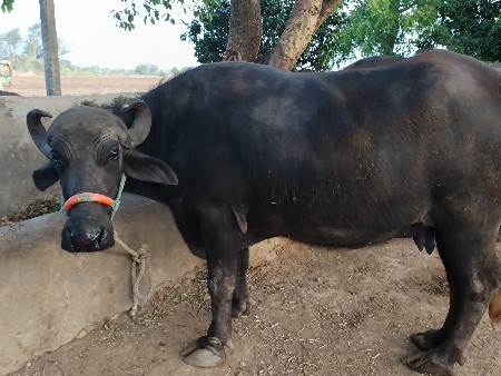 थंबनेल 2