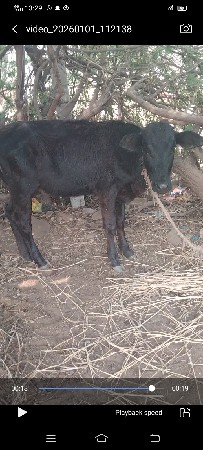 જર્સી વાછડી 13 મહિનાની