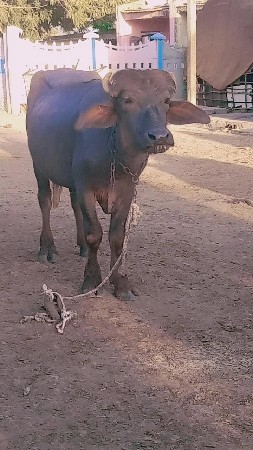 थंबनेल 2