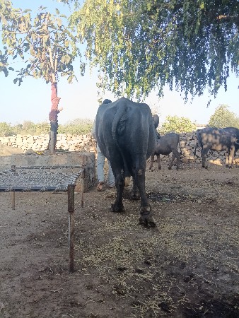 ભેંસ વેચવાની છે